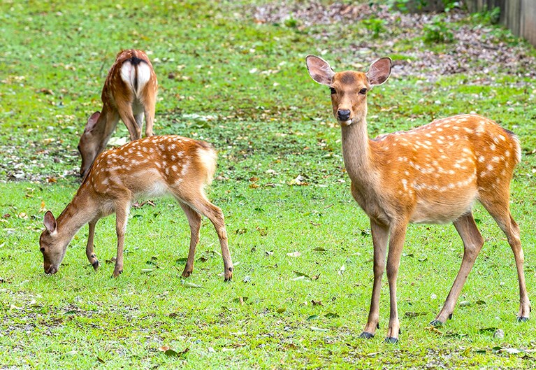 ホテルのすぐそばで鹿を見かけることも。