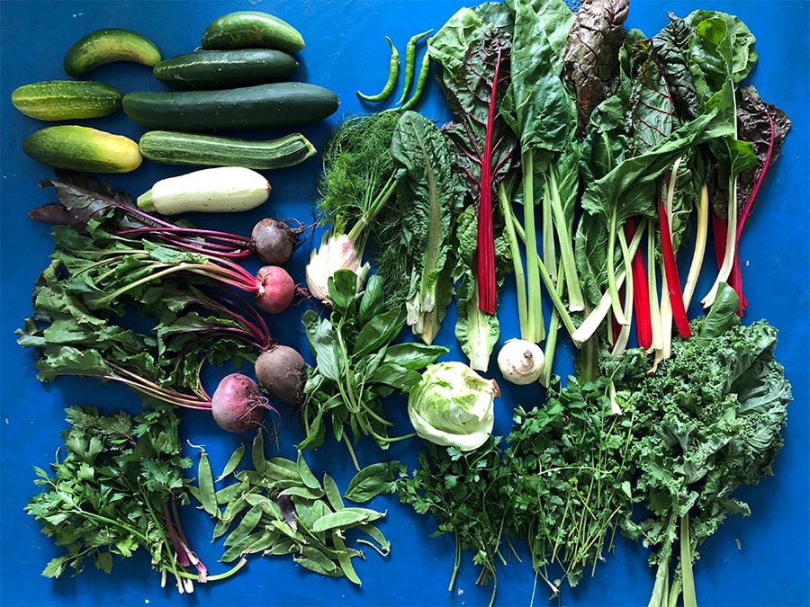 1週間では食べきれないくらいの野菜。農家から届いた野菜傷物や変な形の物が届くこともある。