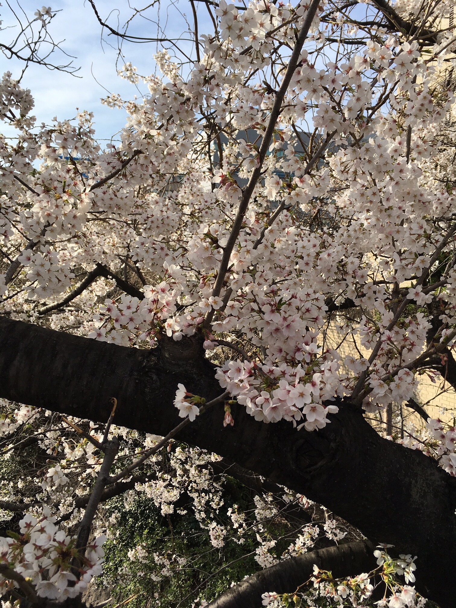 標野さん撮影の桜。お気に入りの1枚から