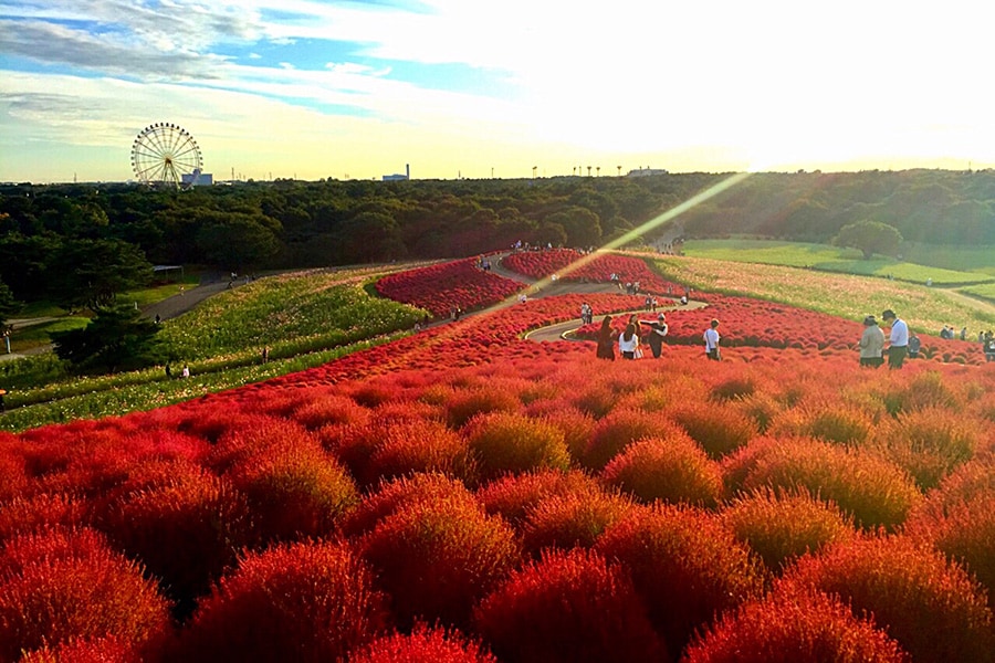 【2023年版】 今こそ行きたい、秋の絶景 ~関東編~ | 今こそ行きたい! 「日本にしかない風景」再発見 | 写真 | 1枚目