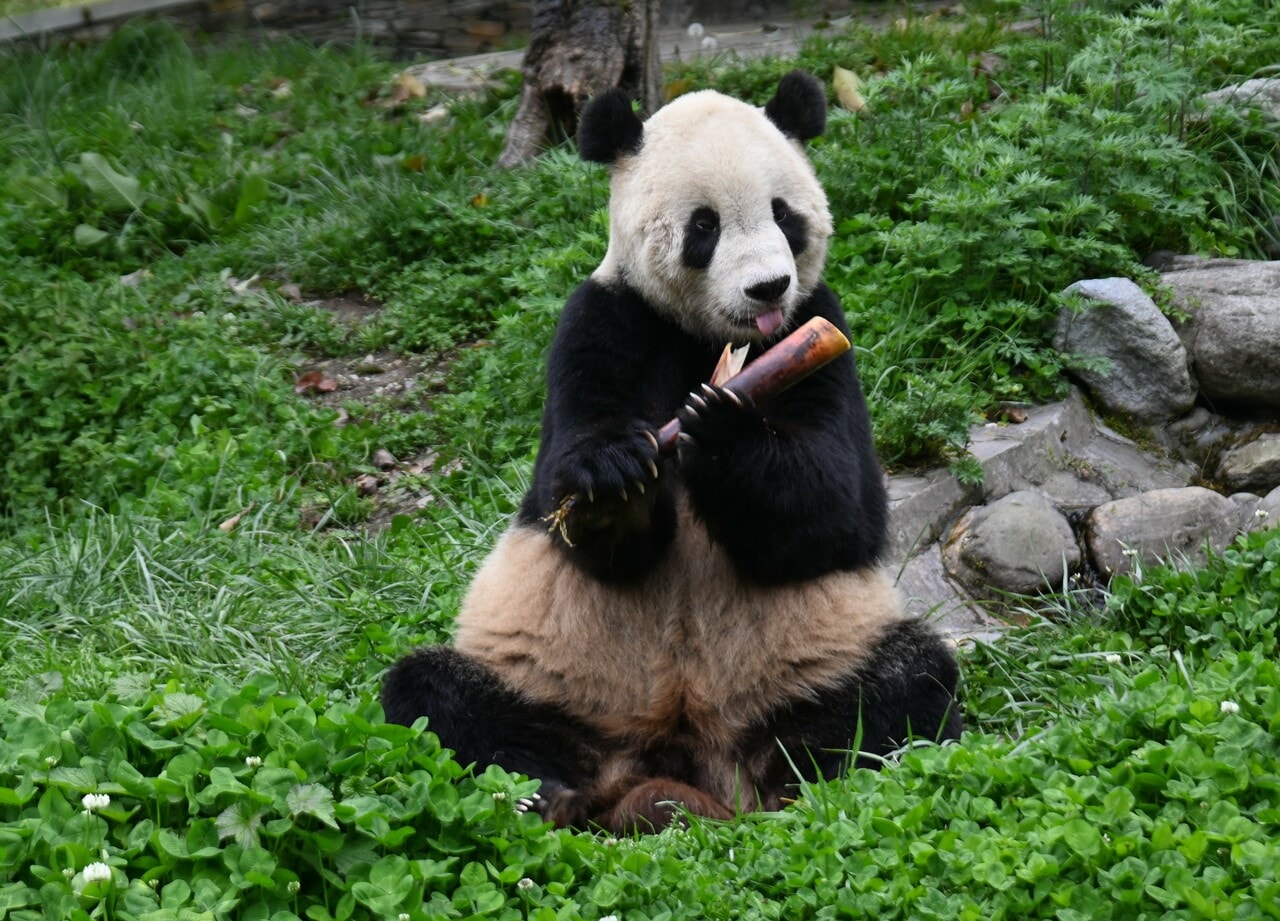 オスの泰山。スミソニアン国立動物園で2005年7月9日に生まれた。（2026年4月30日、筆者撮影）