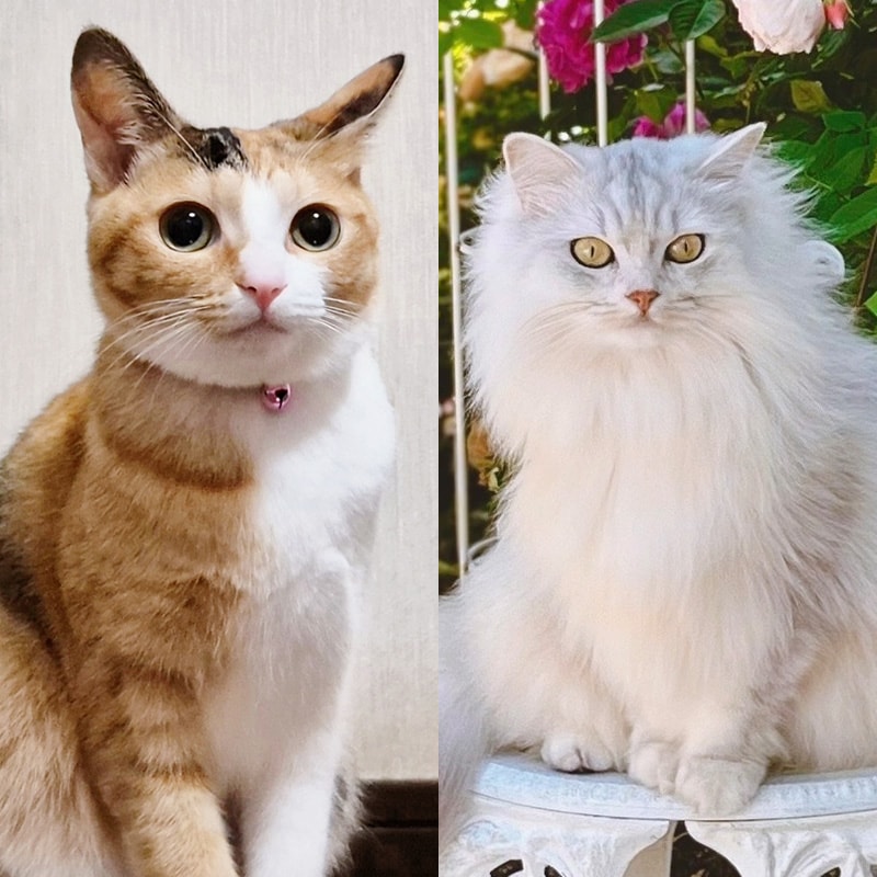 「かわいいニャングランプリ2026」【6】その輝きにウットリ 美猫部門の発表です！