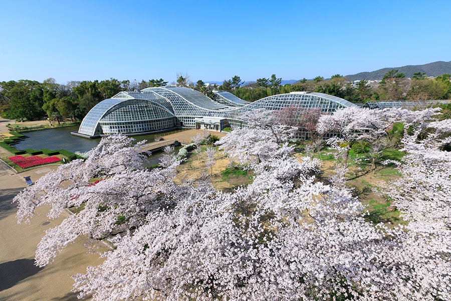 京都府立植物園の桜。