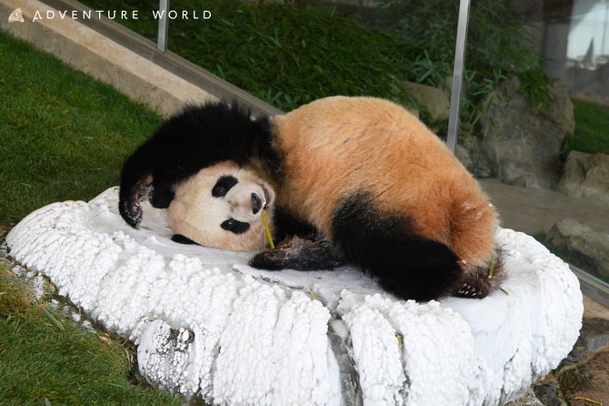 パンダたちが過ごした場所で“寝転がれる”特別企画も。アドベンチャー