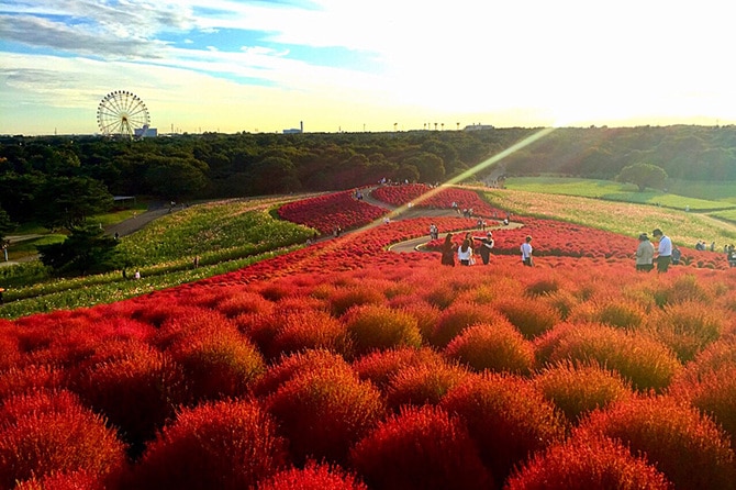 茨城県 2023年版】 秋の絶景・風物詩10選 真っ赤なコキアが丘