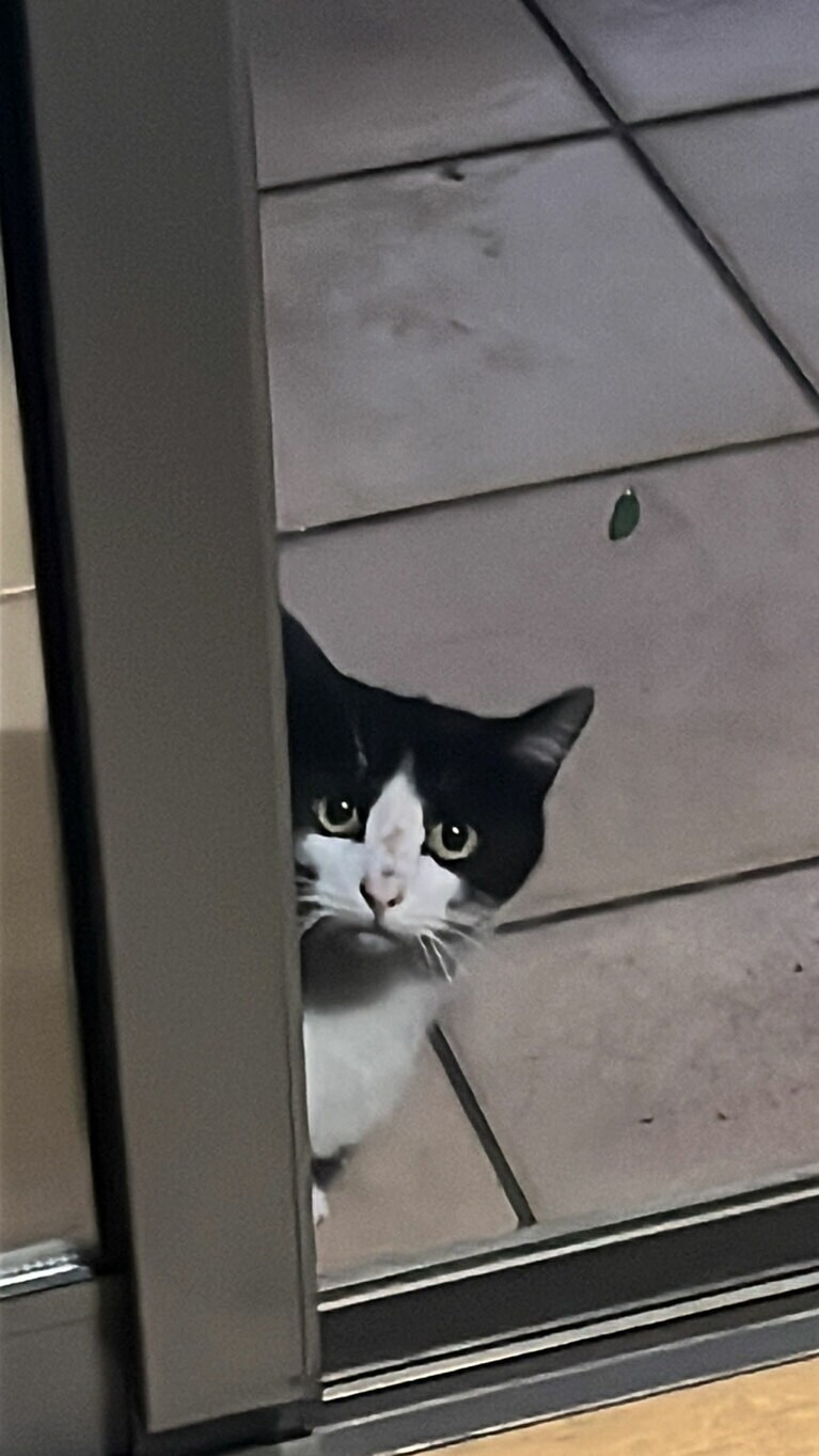 にゃにゃ助 ♂ 1歳。にゃにゃ助がうちにはじめて現れたのは去年の6月。男の子だけど美人の野良猫にみんなメロメロ。ハチワレのデザインも圧倒的に美しいでしょ。