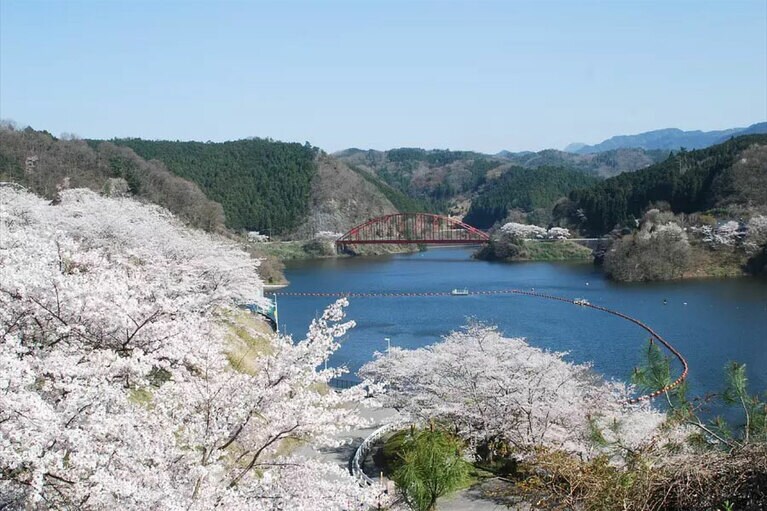 【三重県】青蓮寺湖畔の桜。