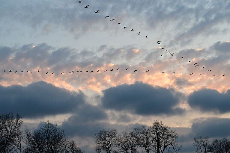 落葉した森の上を、渡り鳥たちがV字の編隊を組んで飛んでゆきました。まるで印象派の絵画のよう。