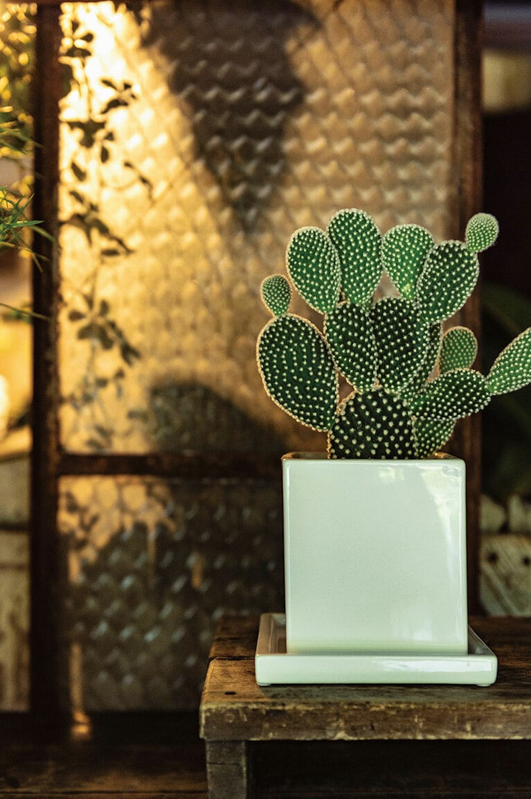 バニーカクタス 3,500円