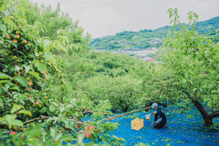 梅ボーイズのみなさんは「とにかく梅がかわいい」のだそう。