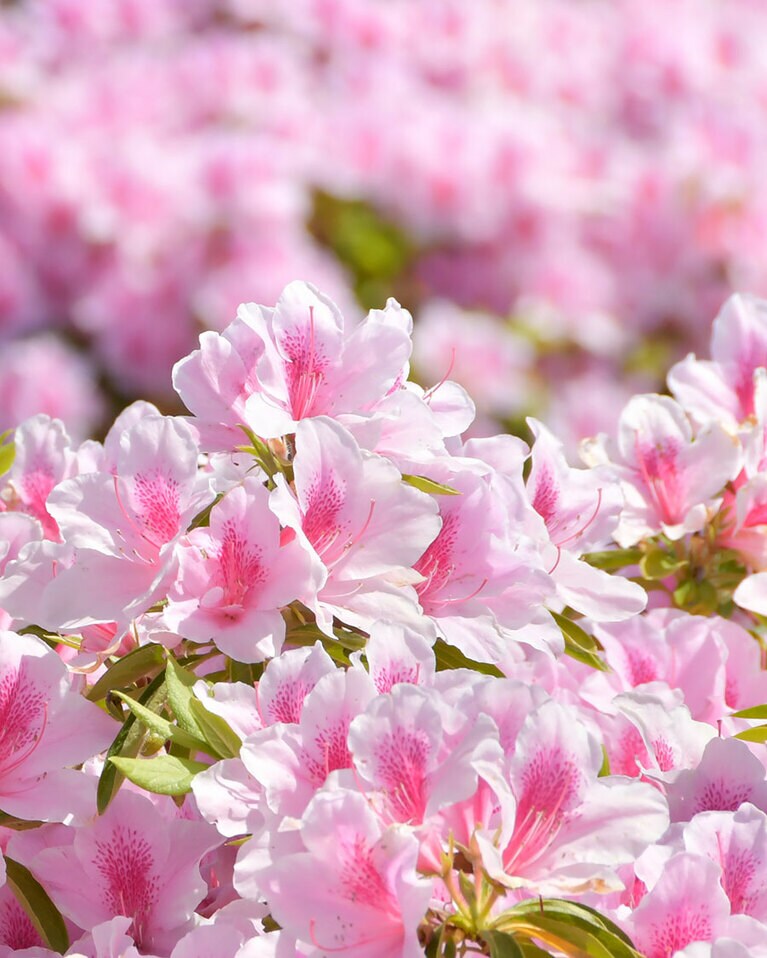 蒲郡クラシックホテル つつじまつり。