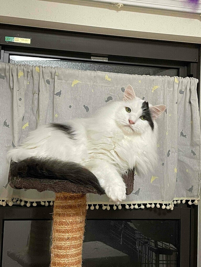 ハスキー ♂ 9歳。去年迎えた保護猫なのですが、募集サイトで見たにんげんみたいな味のある顔が忘れられずこの猫に決めました。写真は実際に会いに行ったときに撮れたもので、これを待ち受けにして引き取る前の引っ越しを前倒しで乗り切ることができました（南条さん）