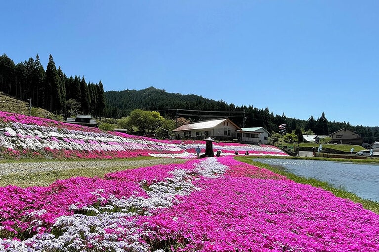 おおがや芝桜公園。