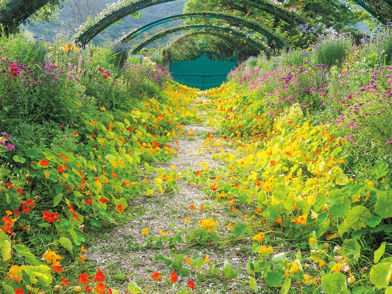 バラのアーチの足元に広がるのはオレンジ色のナスタチウム。