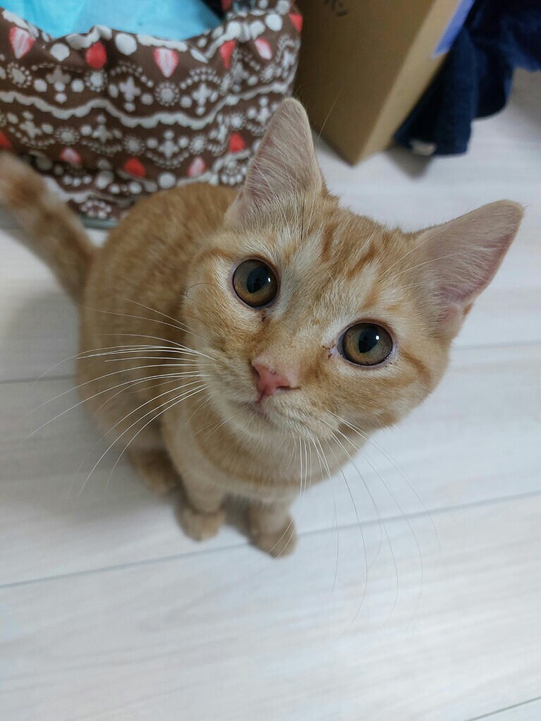 ハニー ♀ 1歳。保護猫出身のハニー。我が家に迎えた初日は陰に隠れてなかなか出てこず、そりゃそうだよなと現実を受け入れていた２日目。こんなまん丸お目目で見つめてくれて、一気に安心した思い出です。