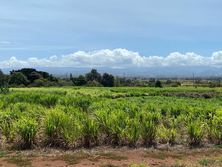 蒸留所と一緒にあるサトウキビ畑。