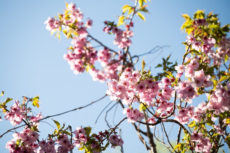 あたりに広がるのは、昔ばなしの世界を彷彿とさせる原風景。敷地内で山桜も開花。