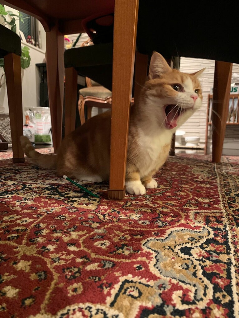 mocci ♂ 3歳。「遊ぶの大好き甘えん坊くん♥　こんがり焼けたトーストのような香ばしいいい香り♥　うちにやってきてくれてありがとう。出逢う運命だったのね。これからも元気で私たちをにっこりさせてね」