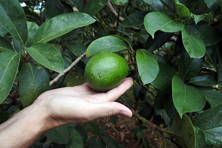 天然のアボカド。フルーツのように甘いんです。