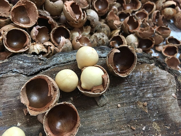 タマヌの種子油は虫刺されや、ニキビ、おむつかぶれなどの炎症を抑えるともいわれている。