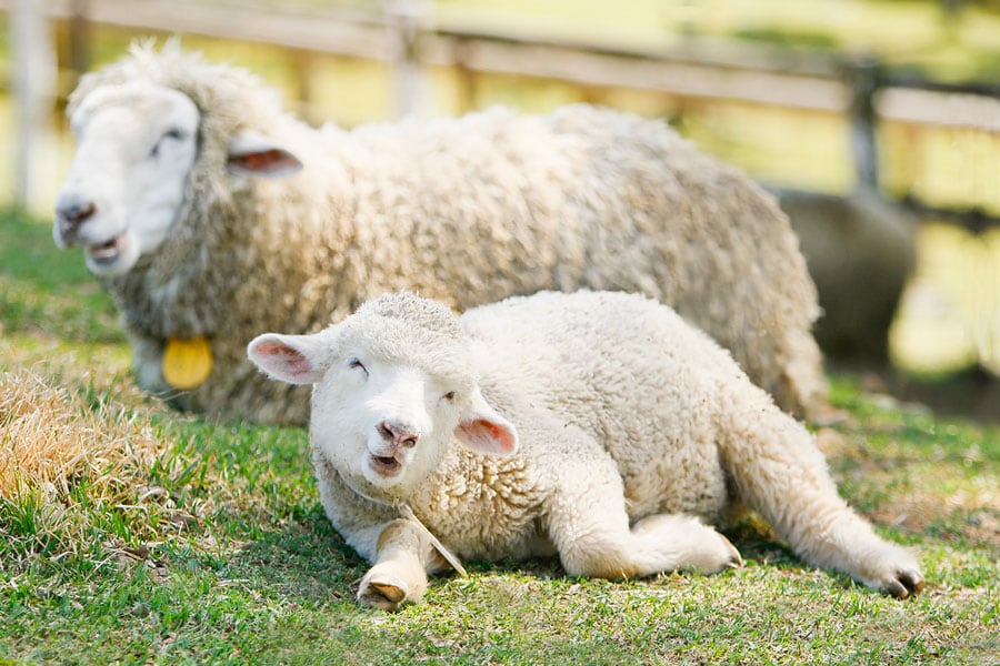 奈良県の「めえめえ牧場」で5月に撮影した羊の親子。笑うときも一緒！