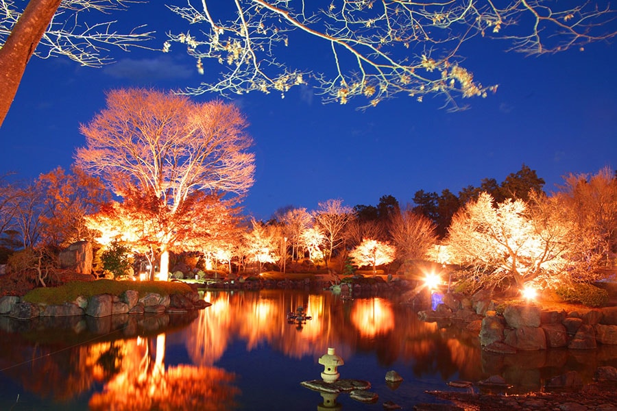 桜山公園の冬桜。