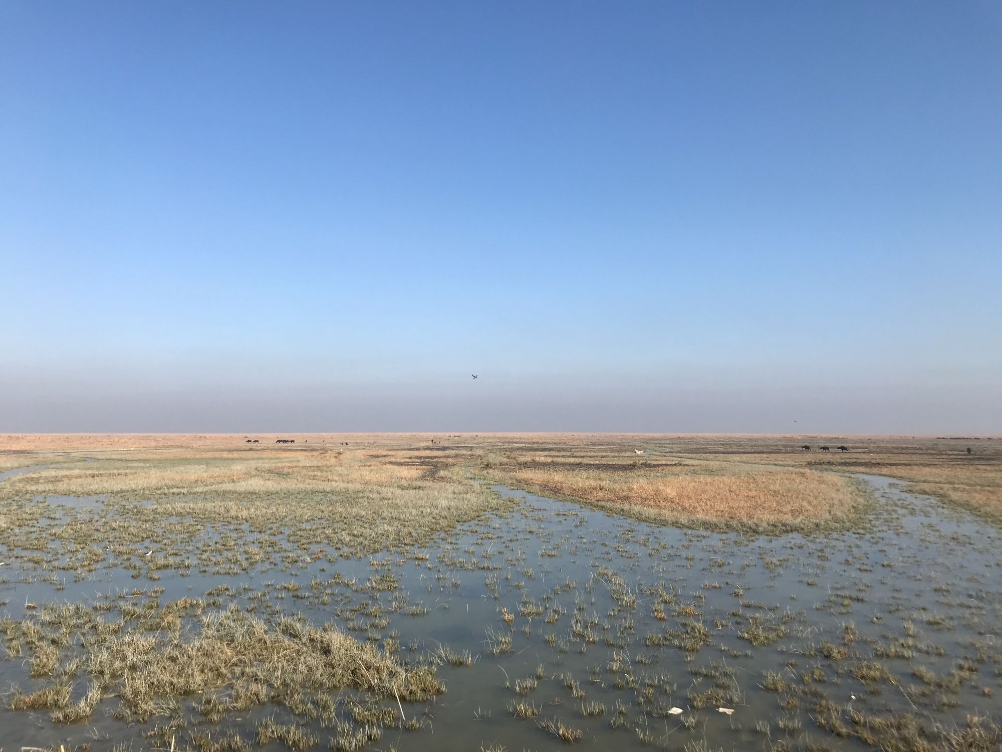 イラク南部の湿地帯アフワール　©️高野秀行