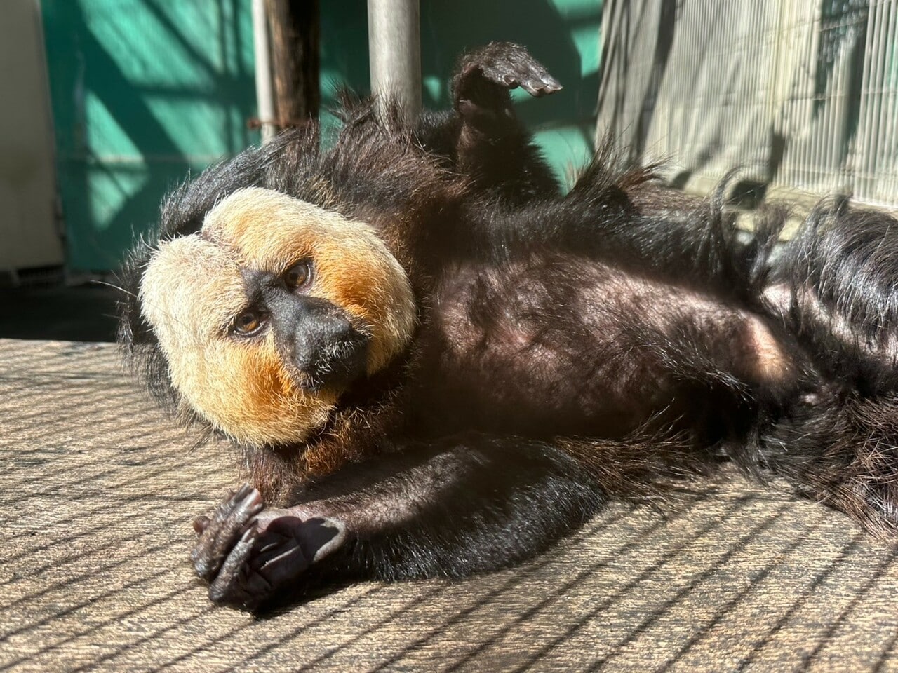 前飼育担当者が作った台の上で、お腹を見せてひなたぼっこするモップくん(過去の画像)。提供:日本モンキーセンター