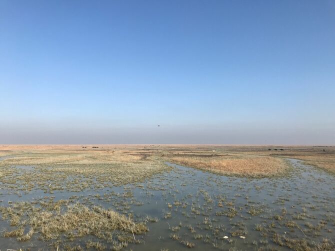 イラク南部の湿地帯アフワール ©️高野秀行