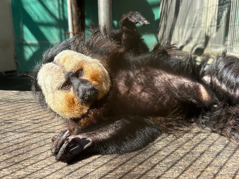 前飼育担当者が作った台の上で、お腹を見せてひなたぼっこするモップくん（過去の画像）。提供：日本モンキーセンター