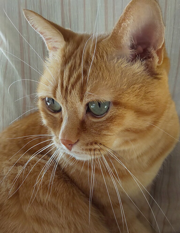 ちい ♂ 11歳。茶トラの男の子。ちょっぴり、おすまし顔。