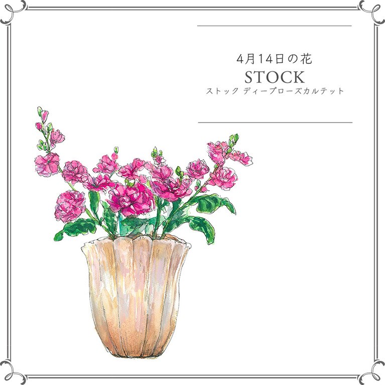 4月14日の花「ストック ディープローズカルテット」