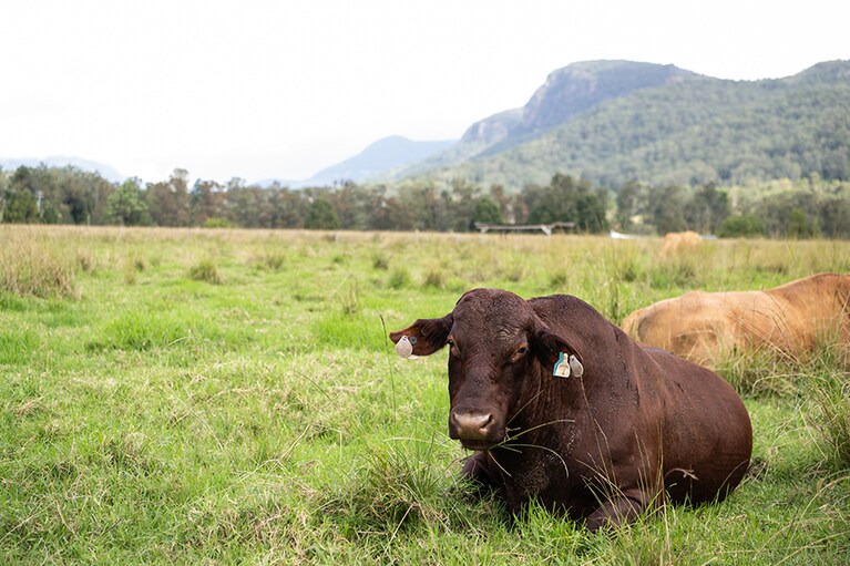 海岸線を少し離れるだけで、こんな風景が広がっているのもオーストラリアならでは。