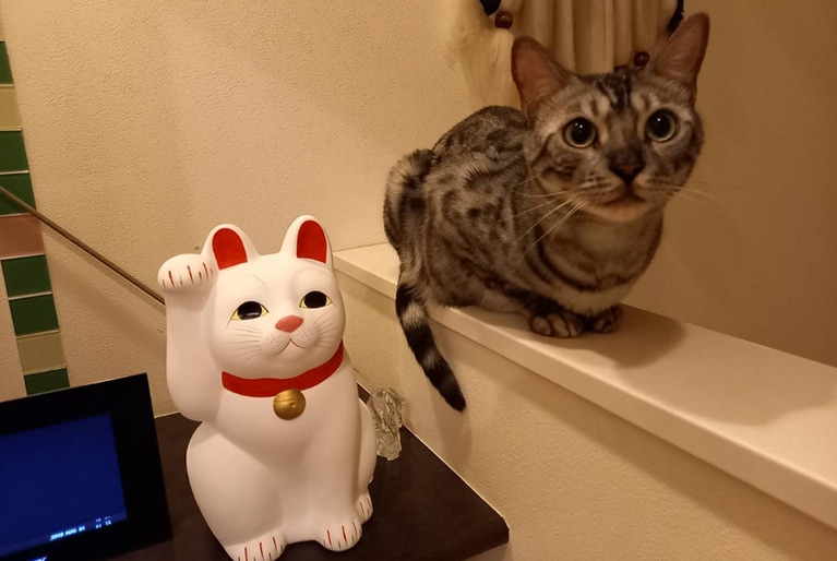 うちの子ベストショット①「招き猫のそばにいると御利益あるかなゃ！」。