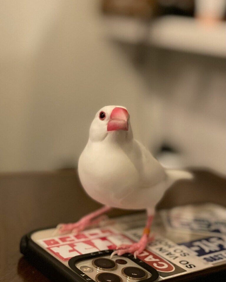 【とろサーモン・村田さん】うちの子ベストショット「あれ、明日月曜やんな？」