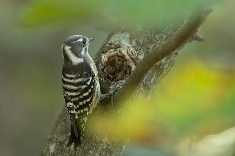 ギィギィという鳴き声の方に双眼鏡を向けると、キツツキの仲間、コゲラを発見！