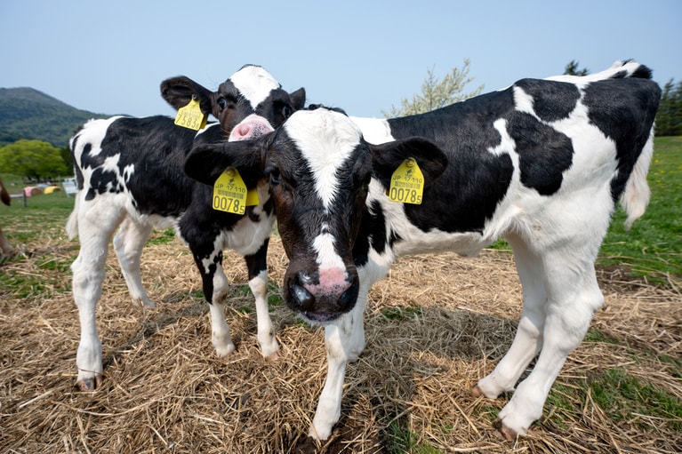 遊びに来てね。