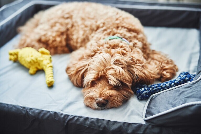 ワンちゃんも一緒に。