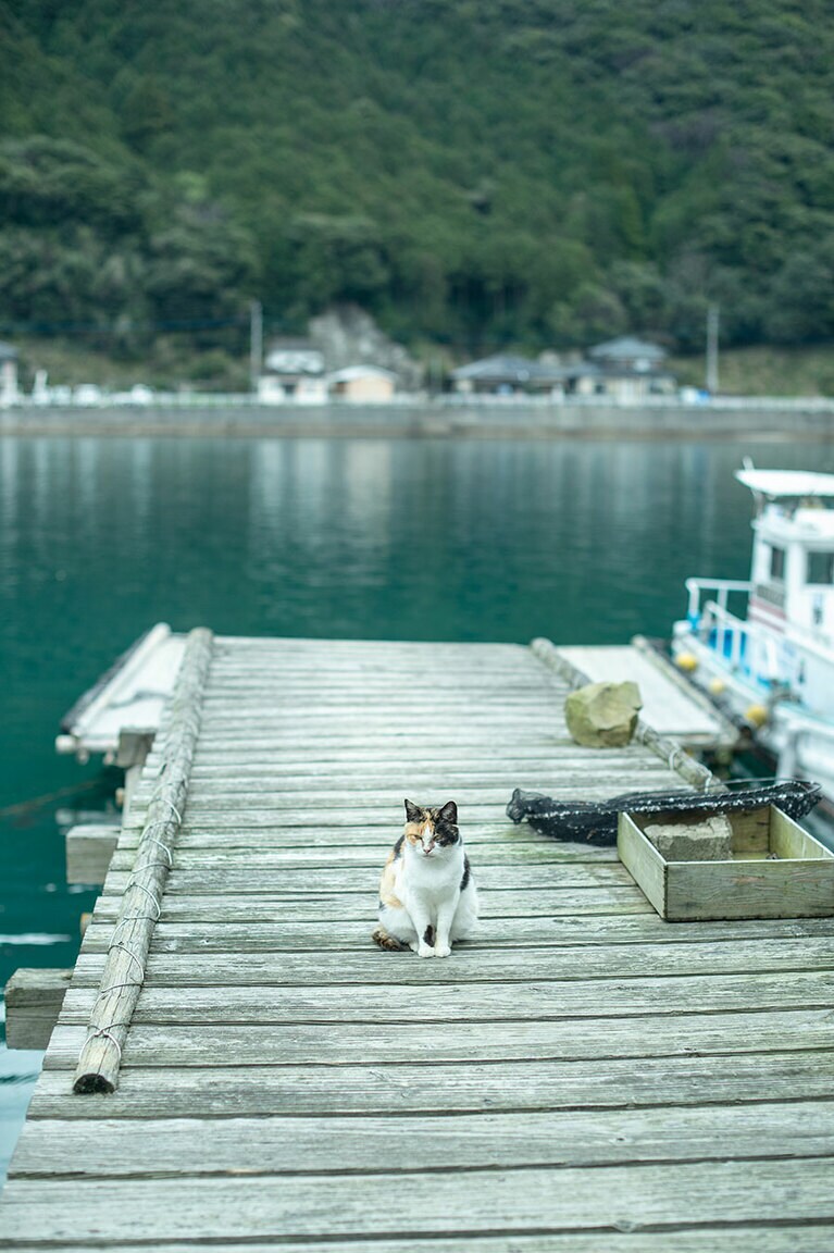 船着き場にも、路地裏にも。人懐っこい猫との遭遇率は、天草一！