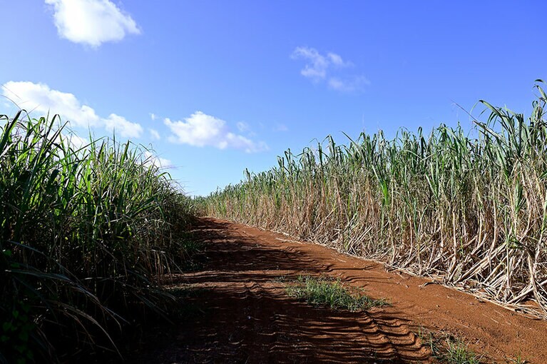 島じゅうに広がっているさとうきび畑。