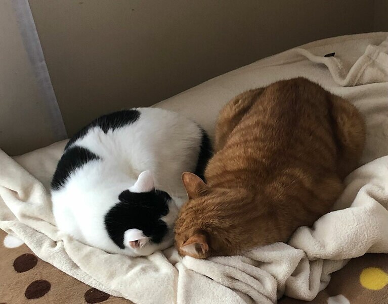 たにくとこはく オスとメス 6歳。