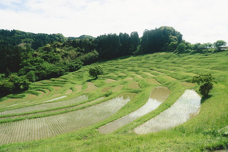 鴨川・嶺岡山系のふもとにある「大山千枚田」は、日本の棚田百選にも選ばれている（所在地 千葉県鴨川市平塚540）。