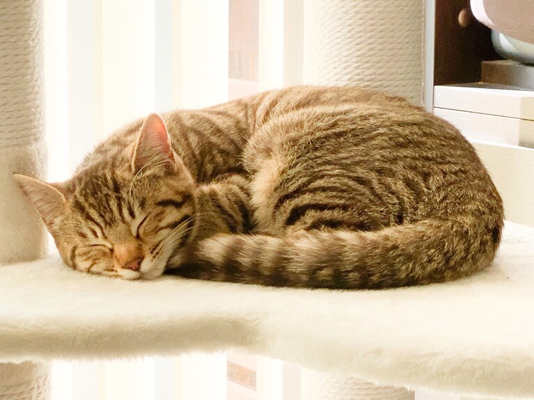 きな ♀ 0歳。いつも日向ぼっこしているお気に入りの場所。