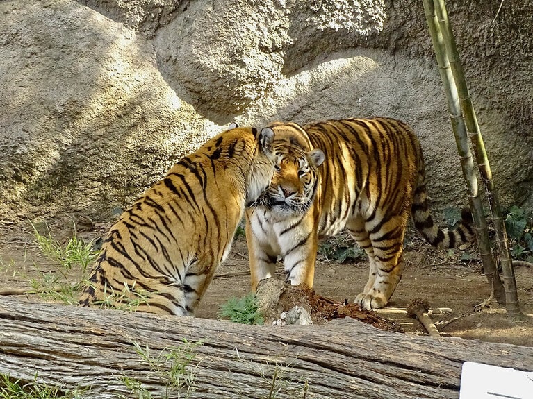 アムールトラのソーンとローラ。