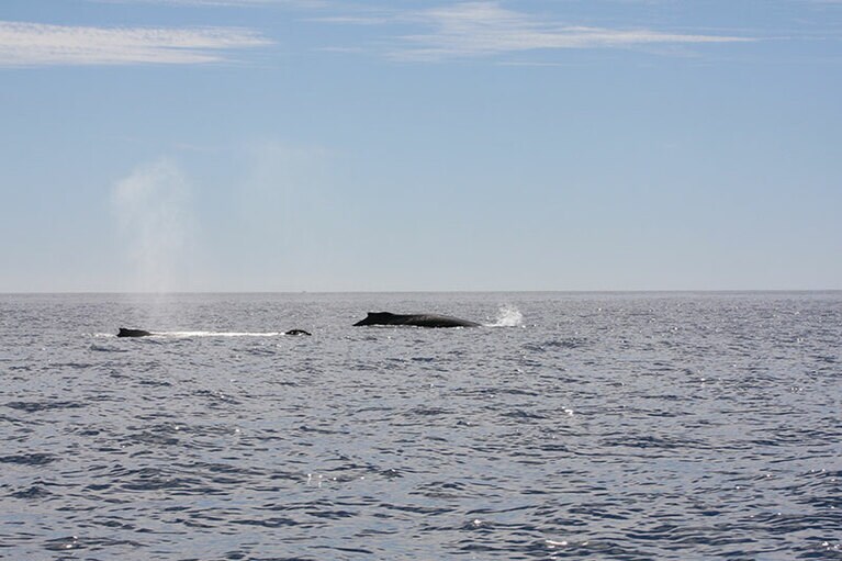 潮を吹くクジラの親子。