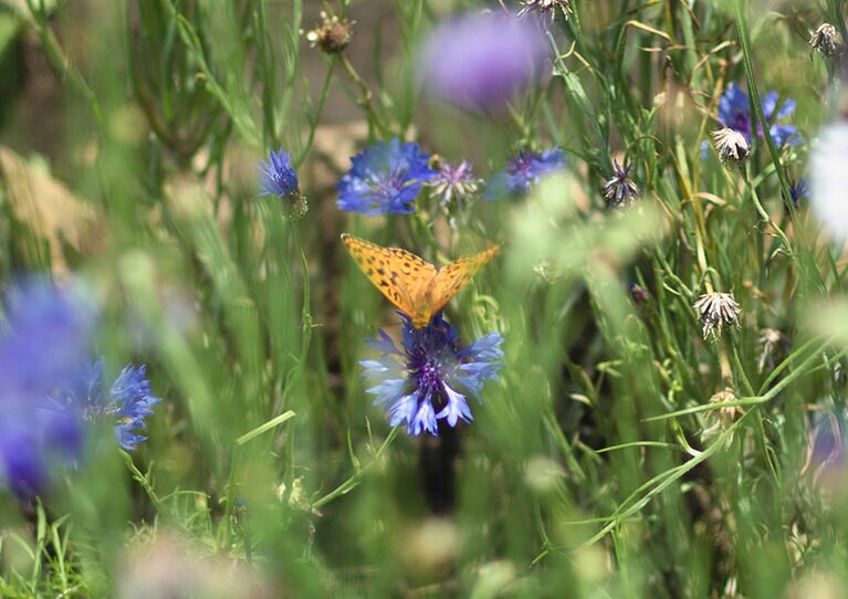 庭には四季折々の花が咲き乱れる。