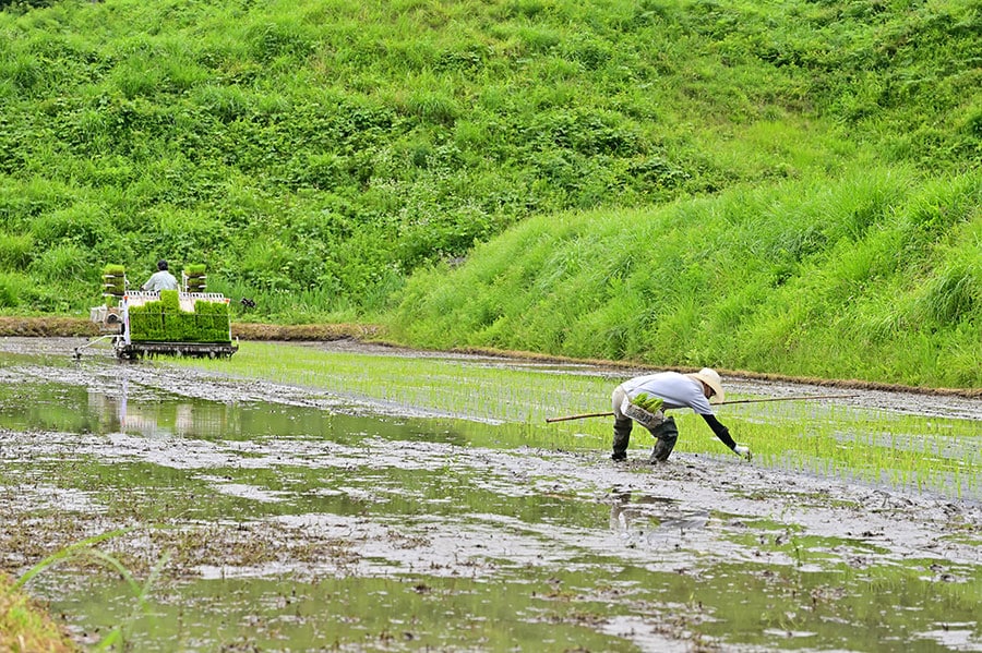 複数の農家と契約して無農薬の米づくりを行い、棚田の保全にも貢献。