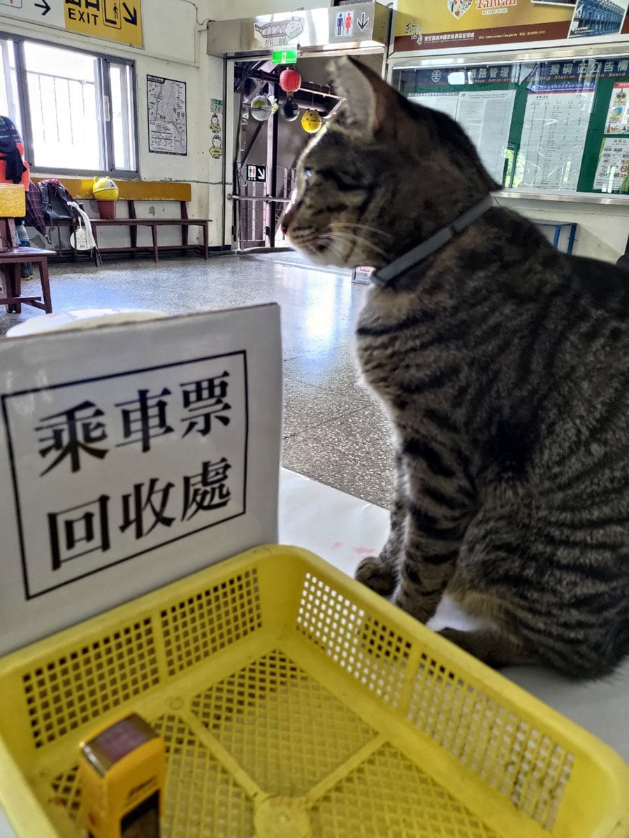 猴硐駅の改札では、猫駅長が来訪者をお出迎え。