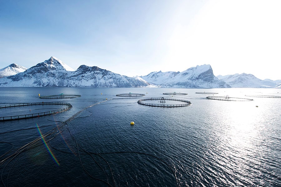 ノルウェーの養殖場の97.5%は海水で、魚はわずか2.5%。自然環境に近い中で育つから、アブラののったおいしいサーモンに育つ。