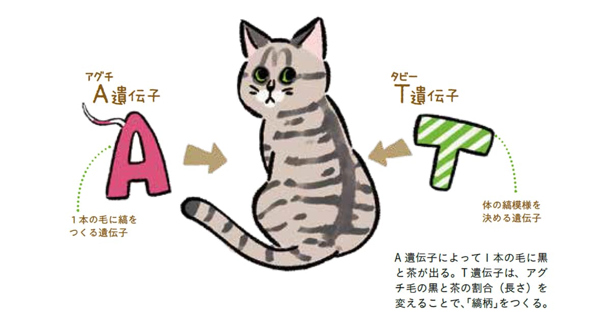 キジトラはワイルドでツンデレ、 茶トラはやんちゃで甘えん坊。 猫の